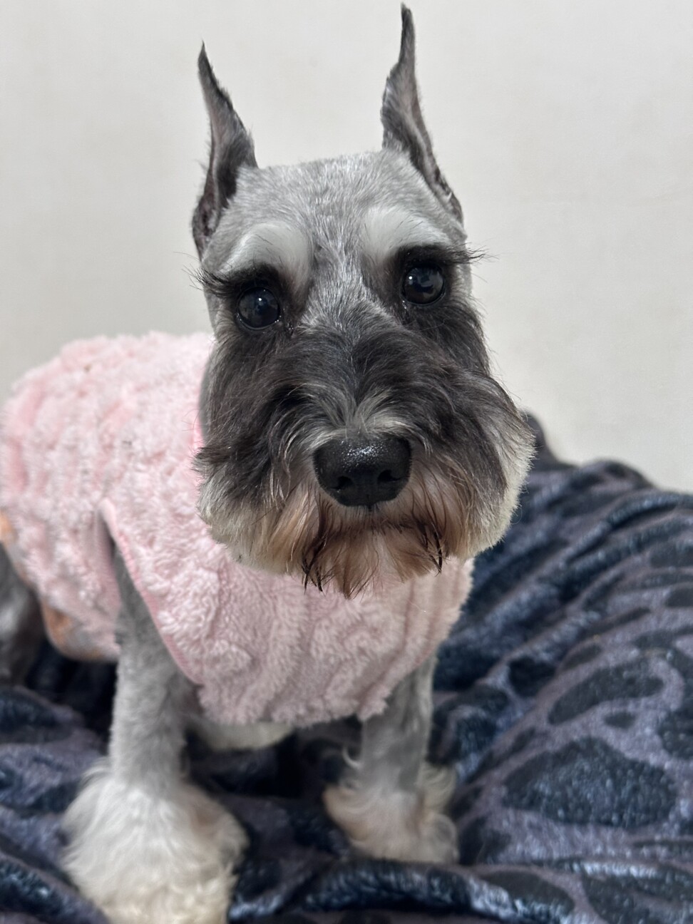 ミニチュアシュナウザー6歳 女の子 サムネイル2