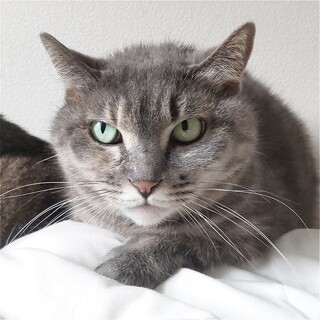 ブラッシングが大好きなギンビスです。