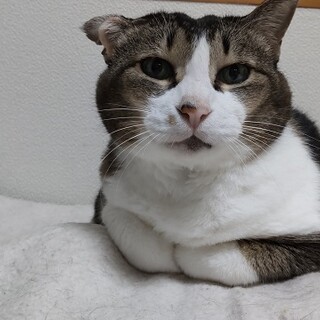 ブラッシングが大好きなあんこです。