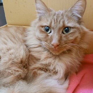 長毛がしなやかな茶トラの女の子、ひまちゃん