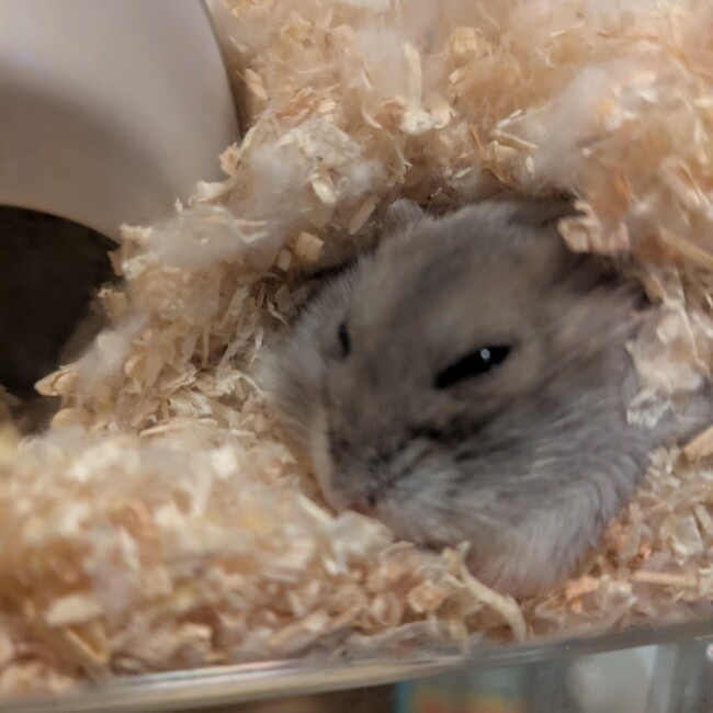 たかぎりせのカバー写真