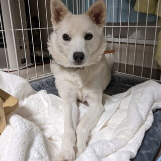 真っ白で可愛い雑種の女の子あいよちゃん
