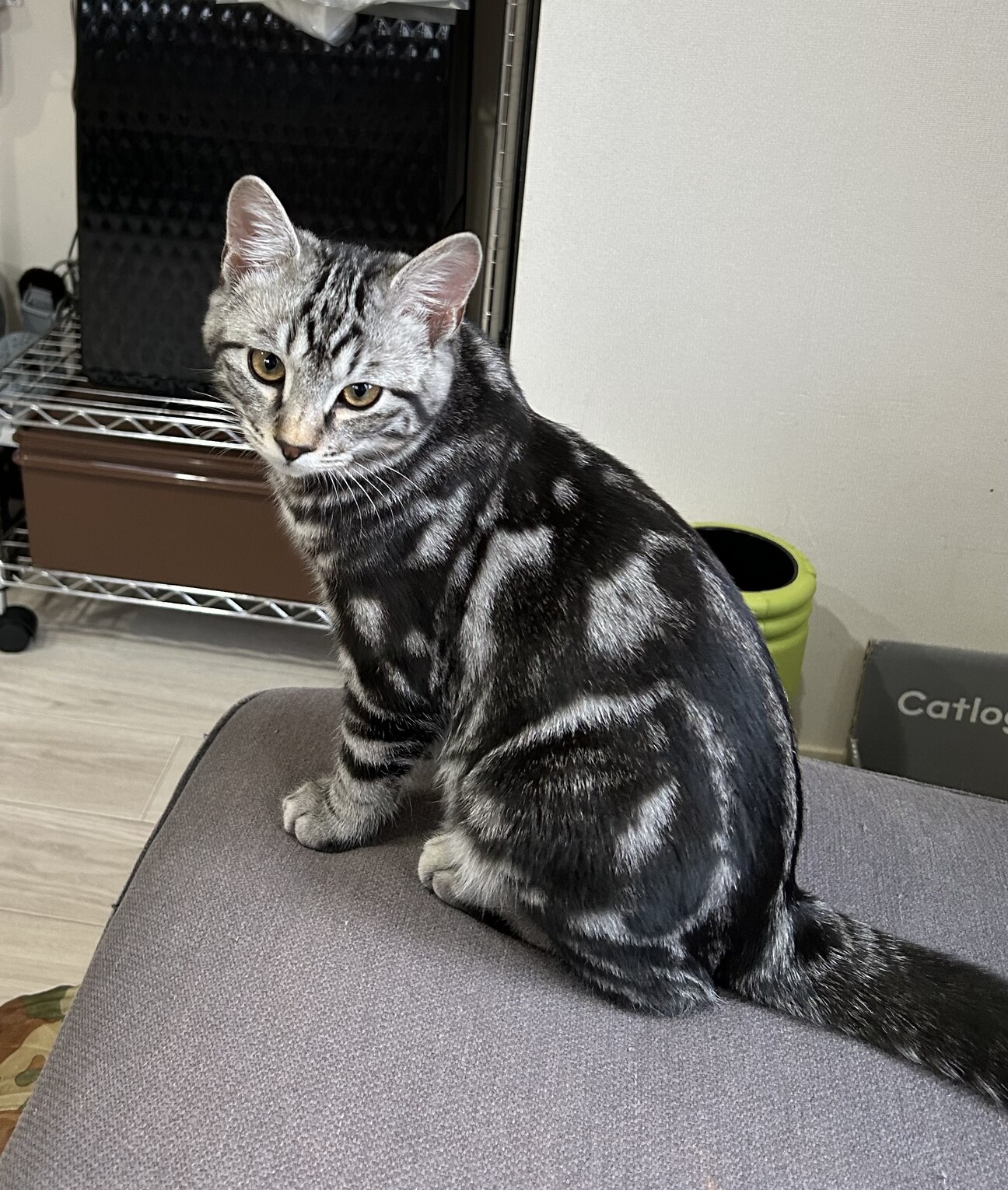 アメショ！？☆好奇心旺盛オイコス♂ サムネイル1