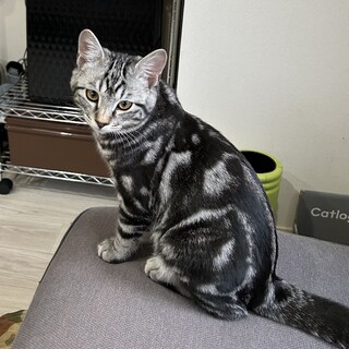 アメショ！？☆好奇心旺盛オイコス♂