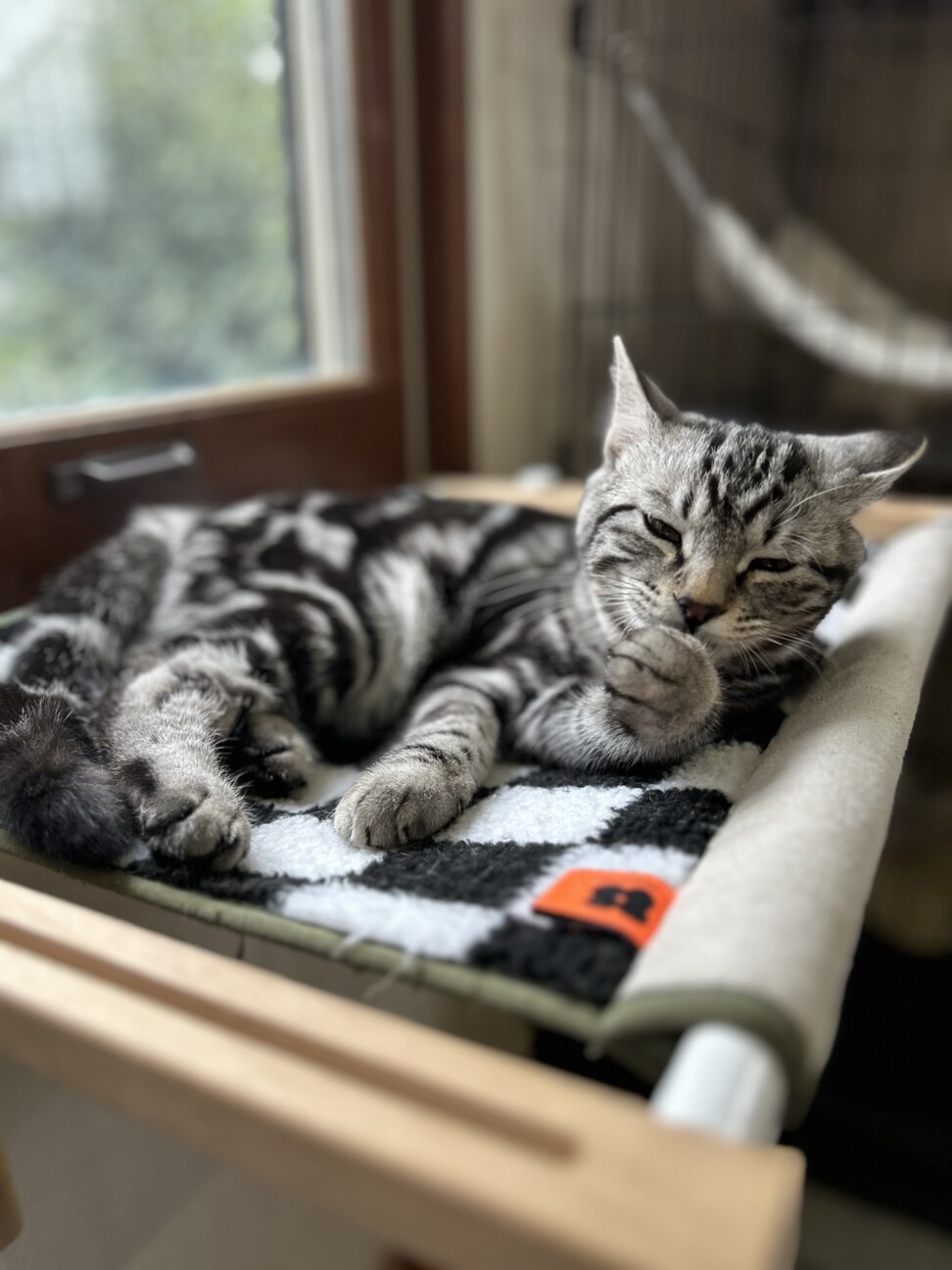 アメショ！？☆好奇心旺盛オイコス♂ サムネイル2