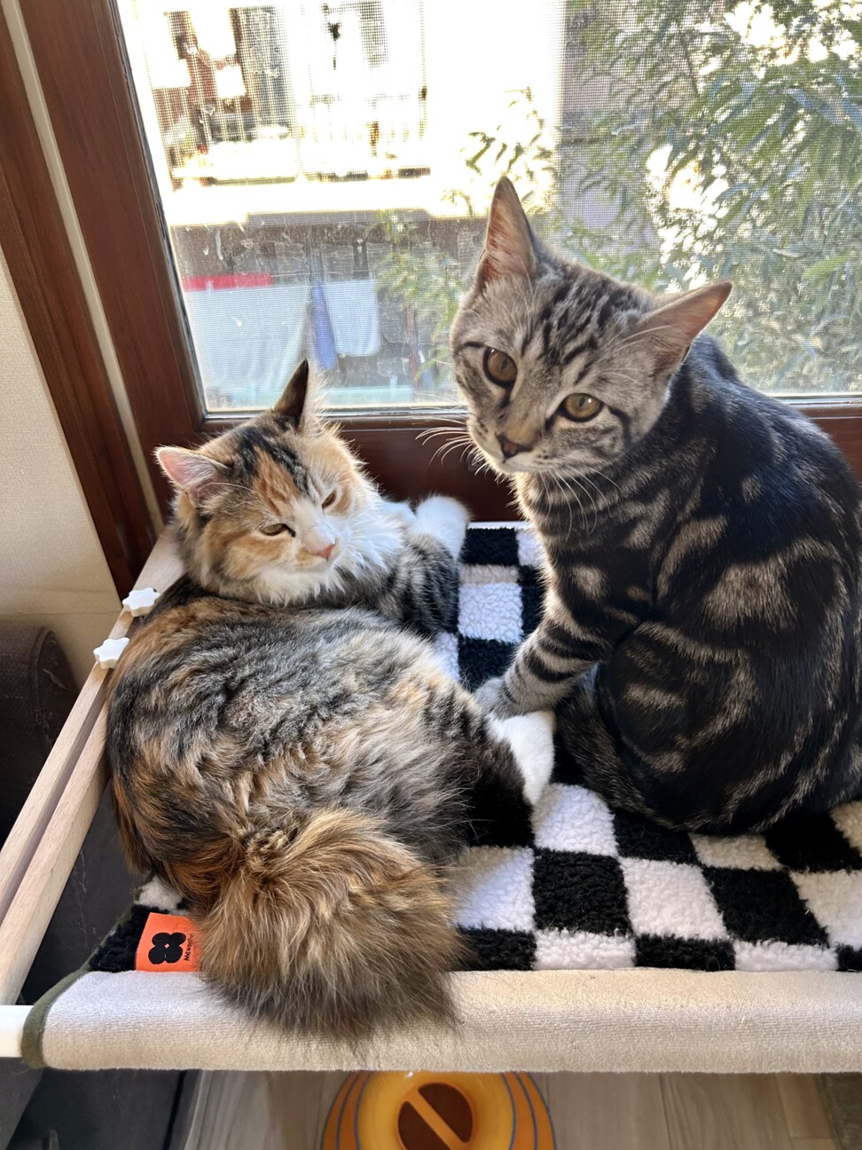 アメショ！？☆好奇心旺盛オイコス♂ サムネイル6