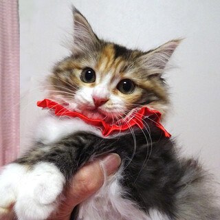 ���O�h�[���~�T�C�x���A�����݂������R������