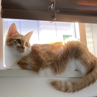 臆病だけど、実は甘えん坊な茶白の女の子