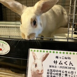 保護うさぎさんに逢おうの会in大阪 サムネイル2
