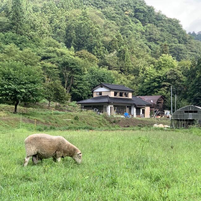 羊小屋のめいのカバー写真