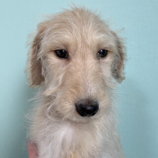 ♂S・プードル×ラブラドール