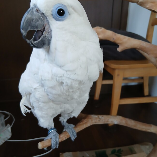 Naocaのカバー写真