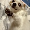 お散歩大好きなプリンちゃん サムネイル6