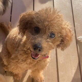 食いしん坊な虎丸くん