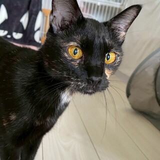 お家に１人で残されたサビ猫ちゃん