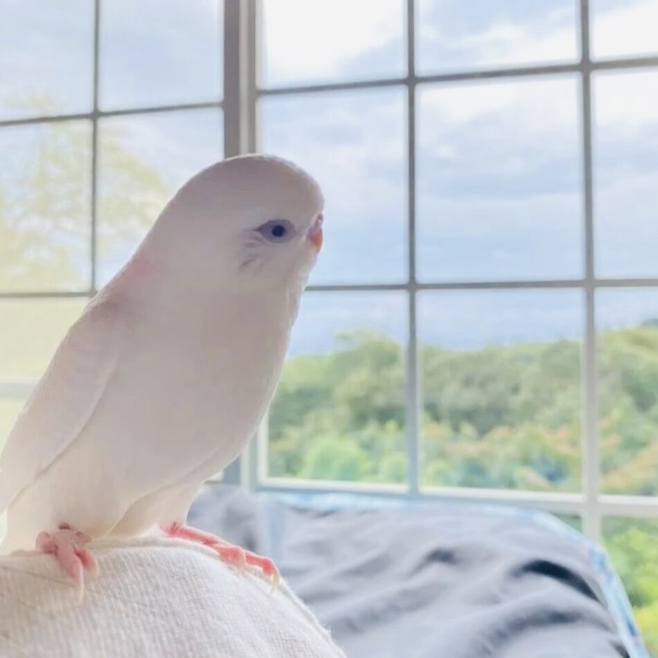 しじみのカバー写真