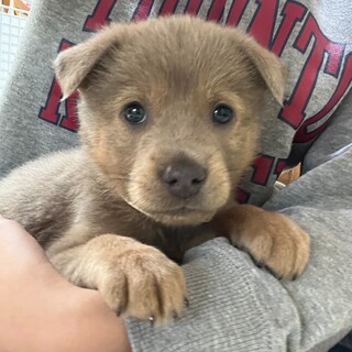 2ヶ月齢☆女子に押され気味【ホーリー君】