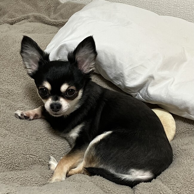 めそ子のカバー写真