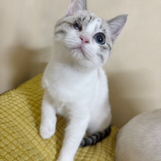 ひときわ輝く♡ゆきちゃんのブルーアイ♡