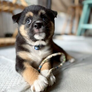 2ヶ月齢☆おサル顔がキュートすぎる【しめじ君】