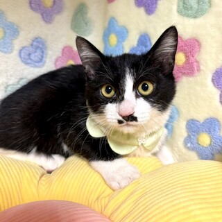 【1/25東銀座】くろまめくん★３ヵ月半♪