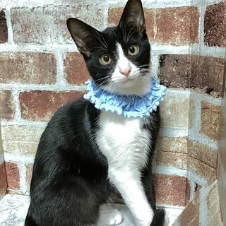 【3/29東銀座】かぐやくん★８ヵ月♪