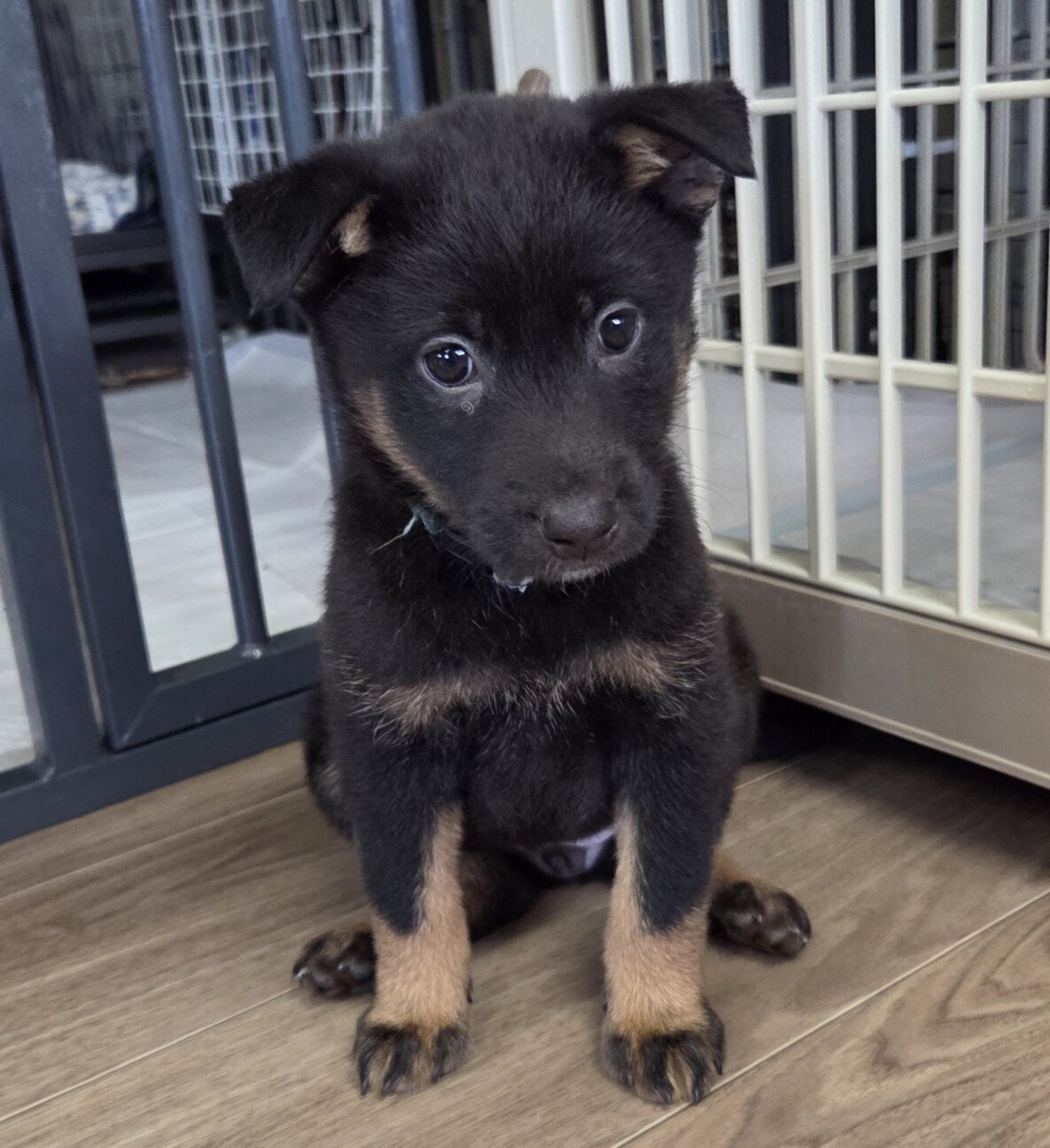 この子を助けてください サムネイル3