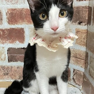 【3/29東銀座】ささちゃん★８ヵ月♪