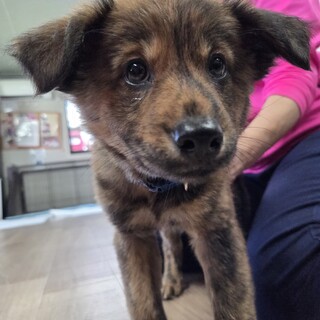 この子を助けてください