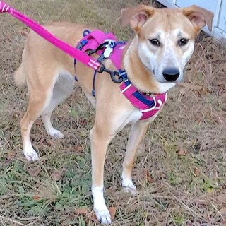 好奇心旺盛元気な可愛いさくら