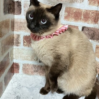 【1/10東銀座】シャンプーちゃん★１歳半♪