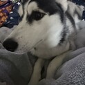 大切に育ててくれるかた！