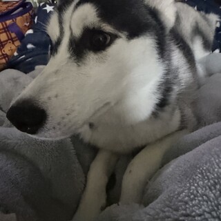 大切に育ててくれるかた！