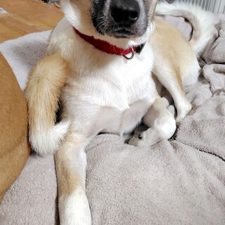 人も犬も大好き遊ぶの大好き可愛いもものすけ