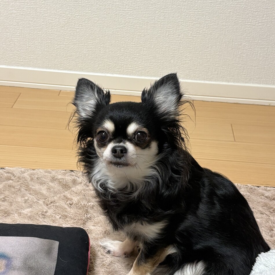 チョコちゃんのカバー写真