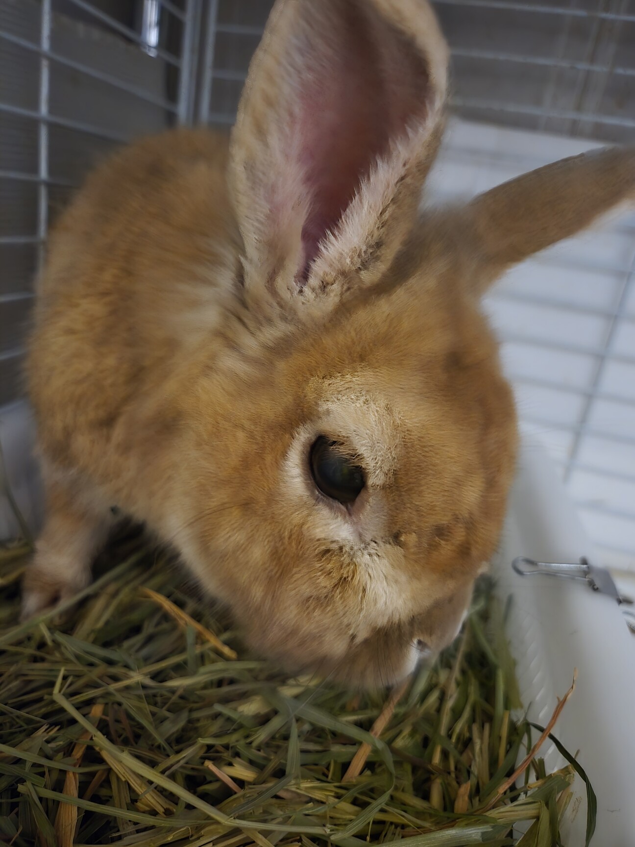 保護うさぎ 竹千代。くん」愛知県 - 小動物の里親募集(533879