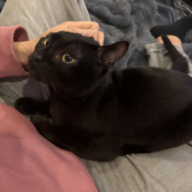 こはさぶろうのカバー写真