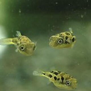 アベニーパファー（ワイルド）（3匹）　淡水フグ