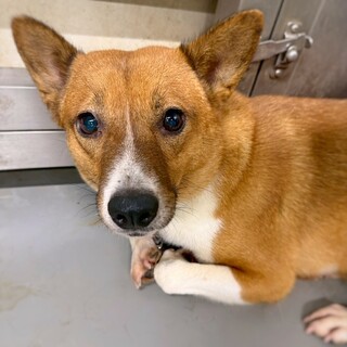 優しいママわんこ　蔦ちゃん　1-2歳