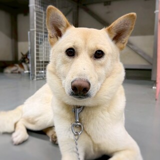 穏やかな男の子　アグリくん　1-2歳