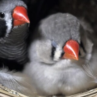 キンカチョウペアの里親を募集しています