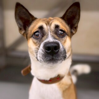 【相談中】かっこいい男の子　シリヤくん　3-4歳