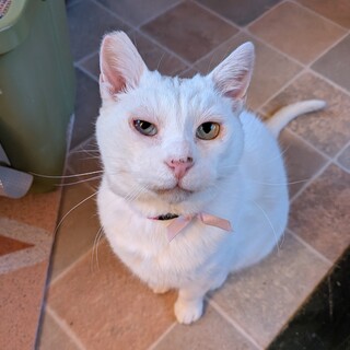 甘えん坊で愛が重いオッドアイ白猫♂推定3才