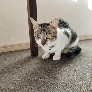 甘えん坊でおだやかなキジ白コマちゃん