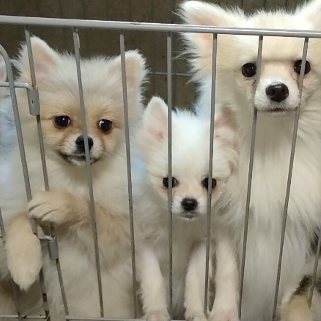 ハートフルわんこ関西レスキューのカバー写真