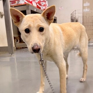 困り顔がかわいい！癒し系　シェルちゃん　1-2歳