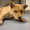 【相談中】かわいい子犬　リチウムくん　3ヶ月 サムネイル2
