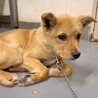 【相談中】かわいい子犬　リチウムくん　3ヶ月 サムネイル3