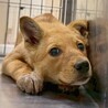 【相談中】かわいい子犬　リチウムくん　3ヶ月 サムネイル4