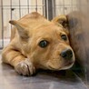 【相談中】かわいい子犬　リチウムくん　3ヶ月 サムネイル5